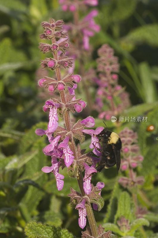 号角树篱荨麻或号角树篱，Stachys ajugoides，赫斯特圣西蒙州立公园，加利福尼亚州。粉红色的花。唇形科。加州大黄蜂，加州大黄蜂。